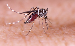 Concern as Dangerous Mosquito Vector is Detected in Kenya.